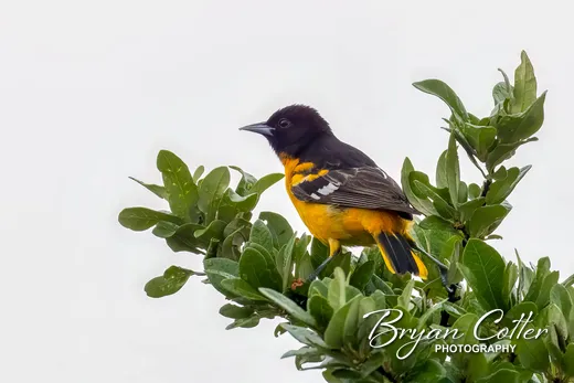 Baltimore Oriole