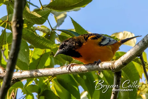 Baltimore Oriole