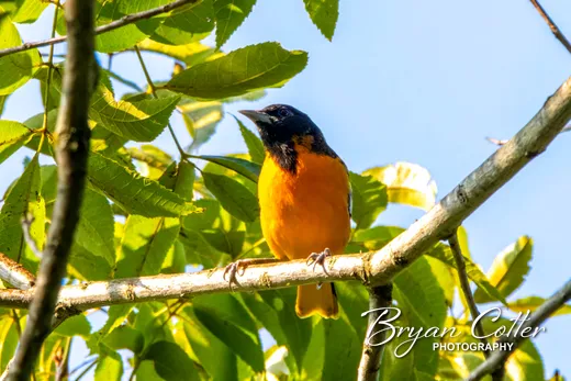 Baltimore Oriole