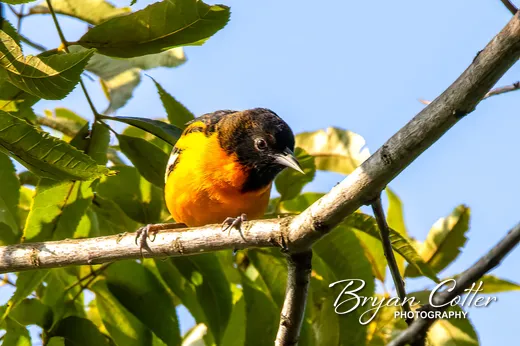 Baltimore Oriole