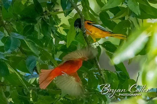 Baltimore Oriole