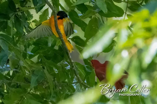 Baltimore Oriole