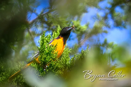 Baltimore Oriole