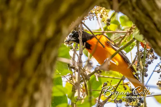 Baltimore Oriole