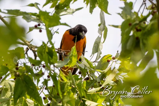 Baltimore Oriole