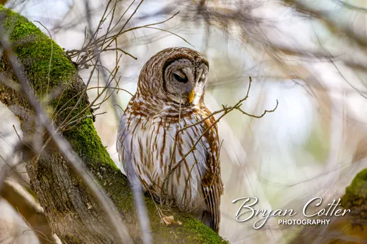 Barred Owl