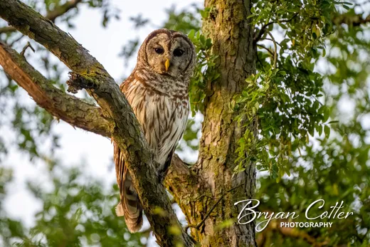 Barred Owl