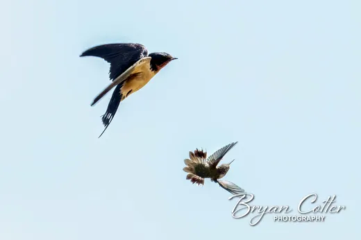 Barn Swallow
