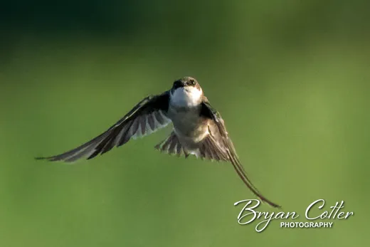 Barn Swallow