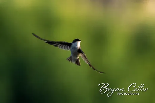 Barn Swallow
