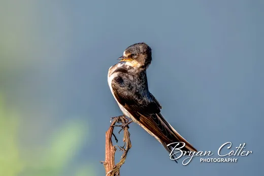 Barn Swallow
