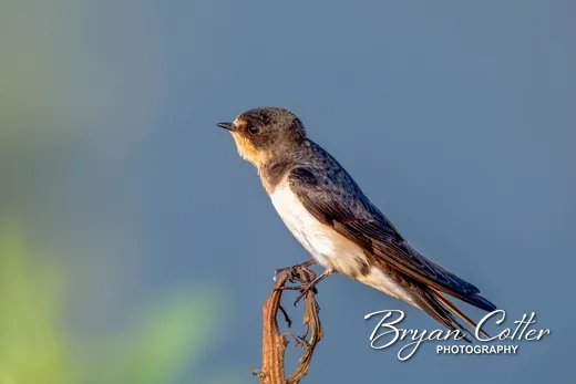 Barn Swallow