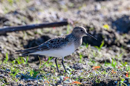 Baird's Sandpiper