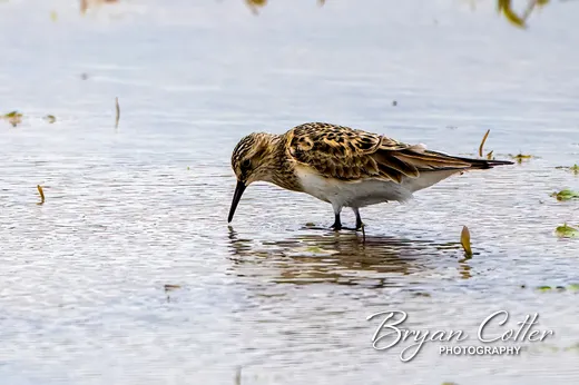Baird's Sandpiper