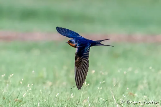 Barn Swallow