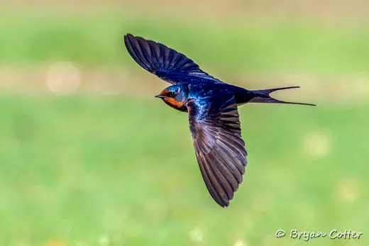 Barn Swallow