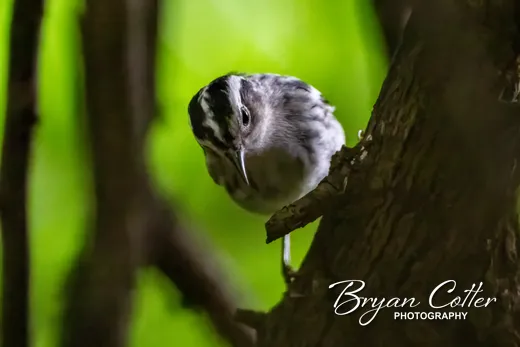 Black-and-white Warbler photographed in Texas by Bryan Cotter