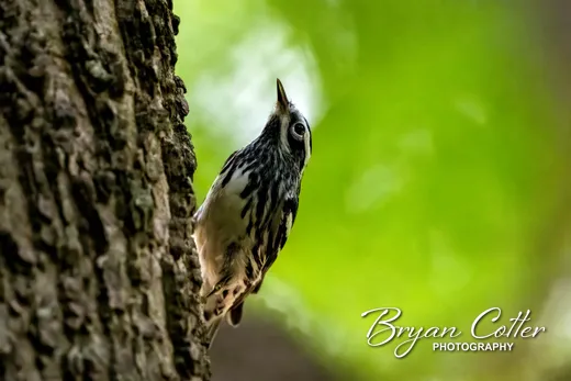 Black-and-white Warbler