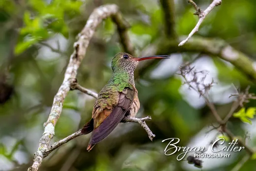 Buff-bellied Hummingbird