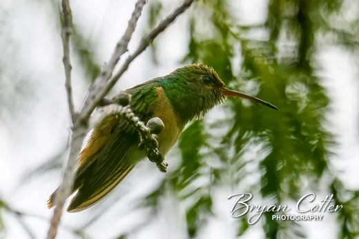 Buff-bellied Hummingbird