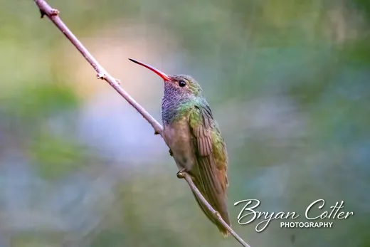 Buff-bellied Hummingbird