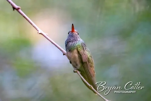 Buff-bellied Hummingbird