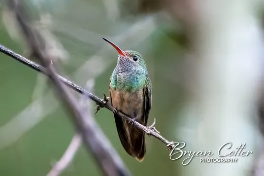 Buff-bellied Hummingbird