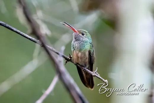 Buff-bellied Hummingbird