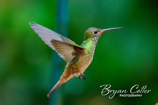 Buff-bellied Hummingbird