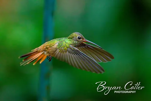 Buff-bellied Hummingbird