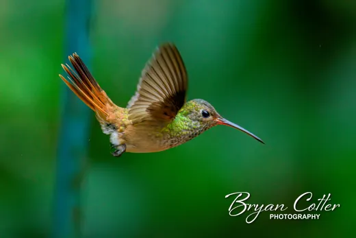 Buff-bellied Hummingbird