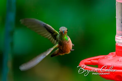 Buff-bellied Hummingbird