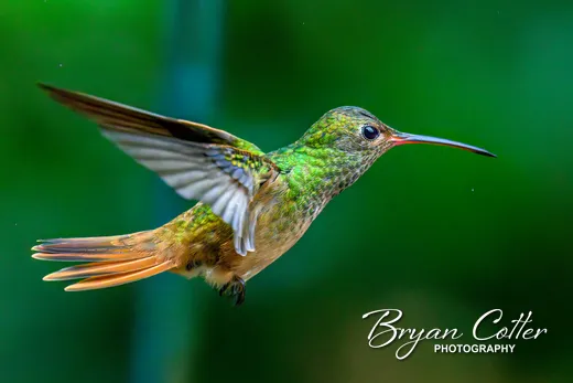 Buff-bellied Hummingbird