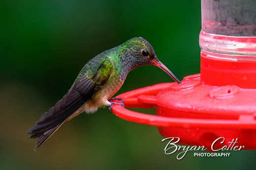 Buff-bellied Hummingbird