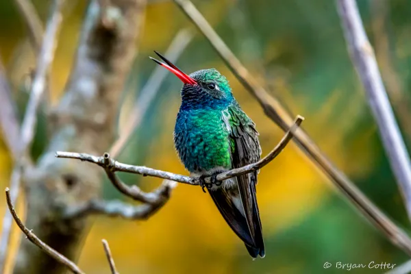 Broad-billed Hummingbird photographed in Texas by Bryan Cotter