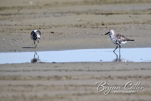 Black-bellied Plover