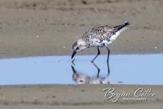 Black-bellied Plover