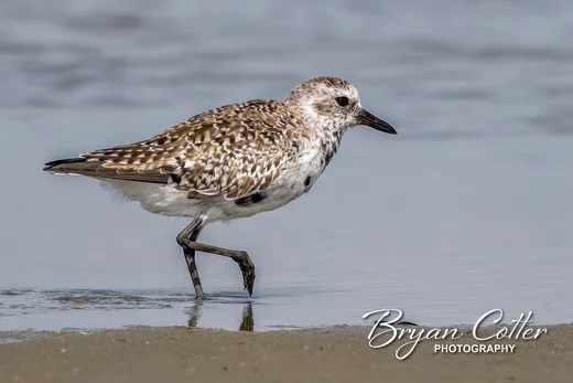 Black-bellied Plover