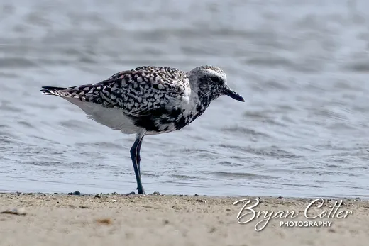 Black-bellied Plover