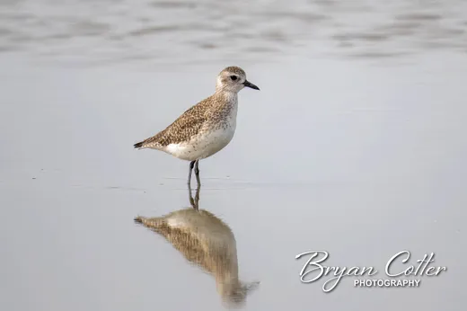 Black-bellied Plover photographed in Texas by Bryan Cotter