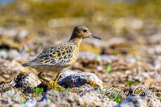 Buff-breasted Sandpiper