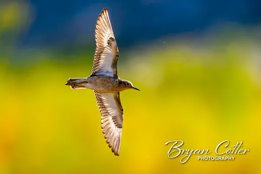 Buff-breasted Sandpiper