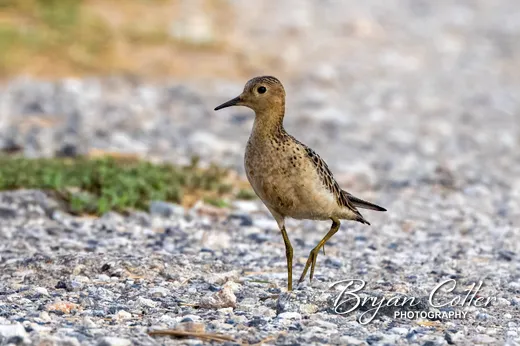 Buff-breasted Sandpiper photographed in Texas by Bryan Cotter