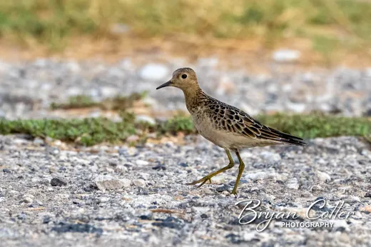 Buff-breasted Sandpiper