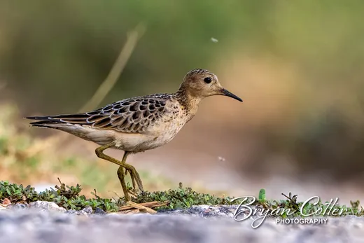 Buff-breasted Sandpiper