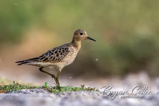 Buff-breasted Sandpiper
