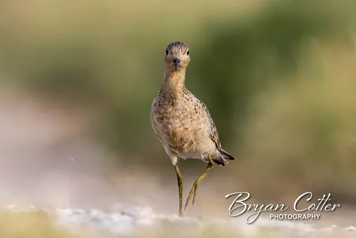 Buff-breasted Sandpiper