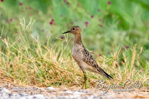 Buff-breasted Sandpiper