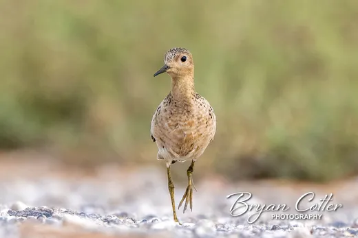 Buff-breasted Sandpiper