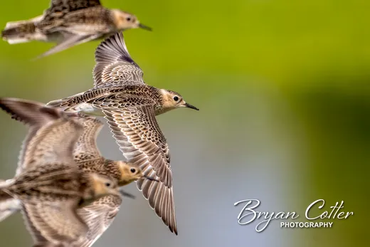 Buff-breasted Sandpiper